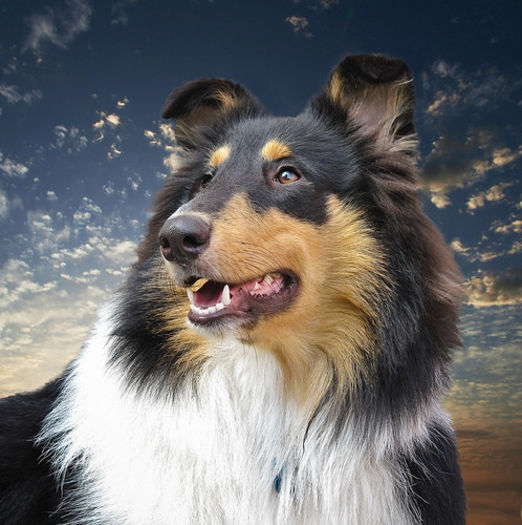 scottish-collie