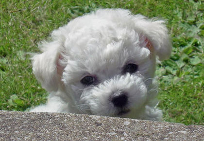 bichon frisé 3