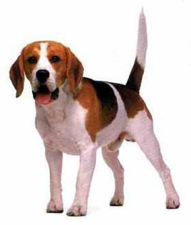 beagle