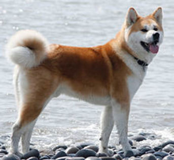 220px-Japaneseakita