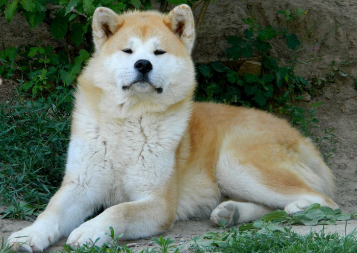 Japanese-Akita-Inu