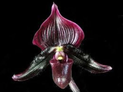 Paphiopedilum black