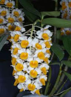 Dendrobium thyrsiflorum