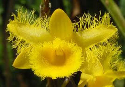 Dendrobium harveyanum