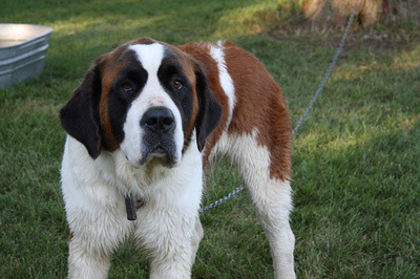 saint-bernard