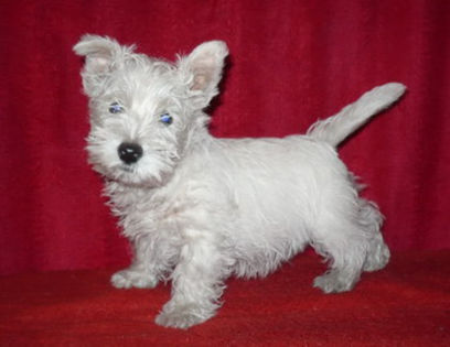 pic183440_caine_West_Highland_White_Terrier