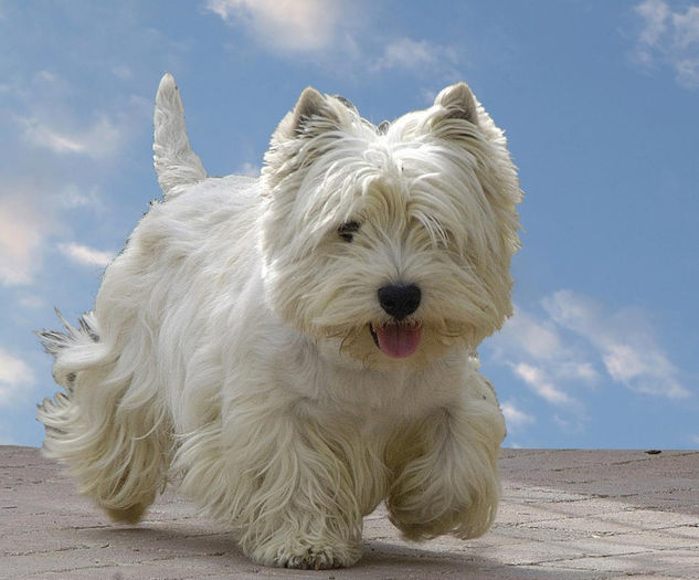 westie-poza