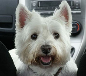 westie4