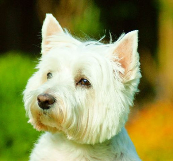 westie_west_highland_white_terrier_08