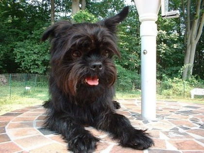 affenpinscher03