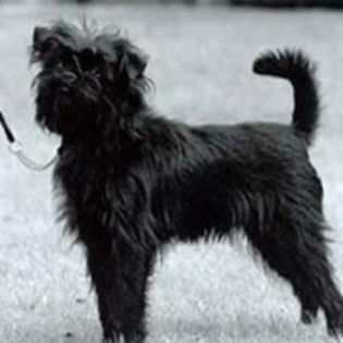 affenpinscher_43