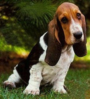 basset_hound01