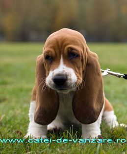 Basset-Hound