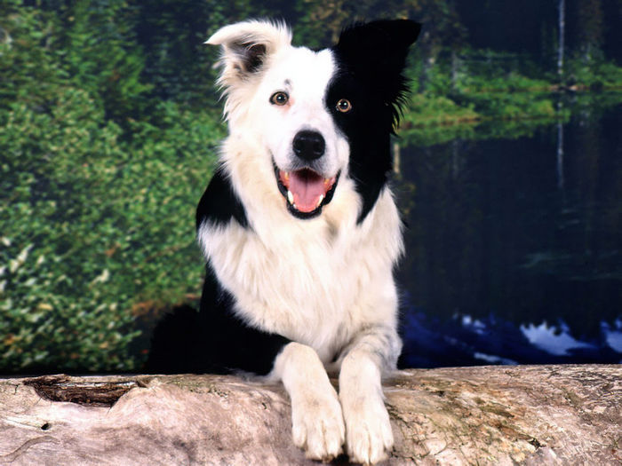 Border collie3