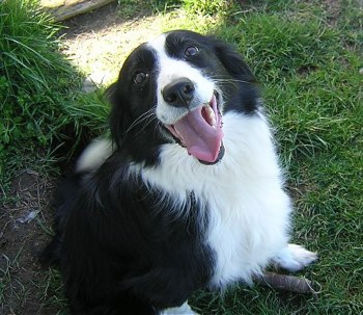 BorderCollie6yearsKaya