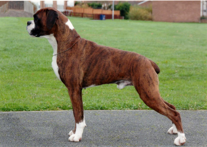 male-boxer