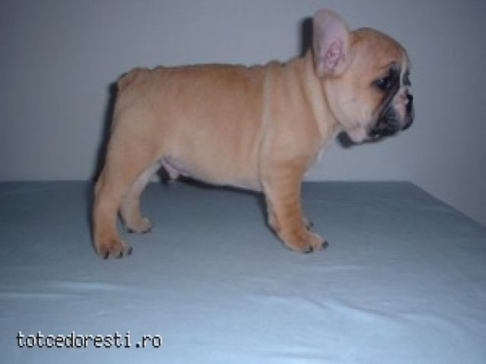 bulldog_francez_bej_cu_pedigree_nascuti_pe_data_de-anunt-1d5199