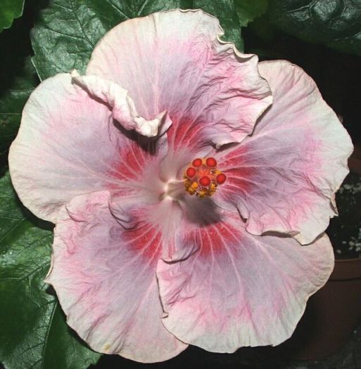 Hibiscus Tahitian Raspberry Star