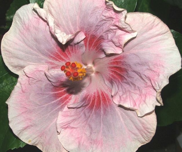 Hibiscus Tahitian Raspberry Star