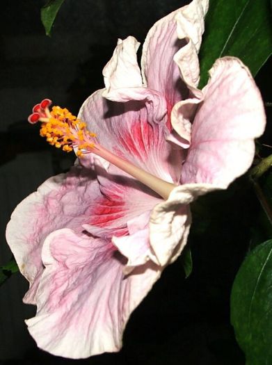 Hibiscus Tahitian Raspberry Star