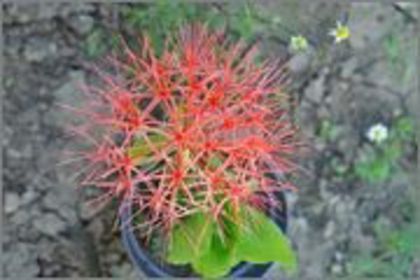 DSC_0099_1 - scadoxus multiflorus