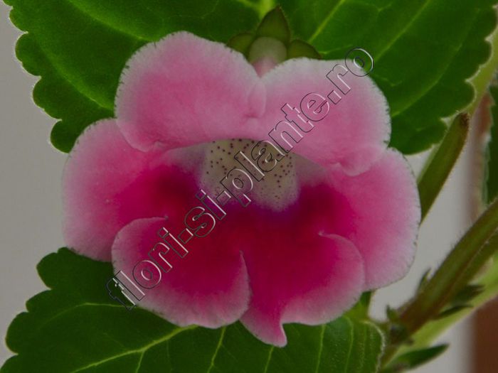 Sinningia Slipper Pink - parfumat - GLOXINIA _ SINNINGIA