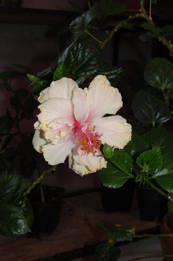 hibiscus White Pride of Hakins