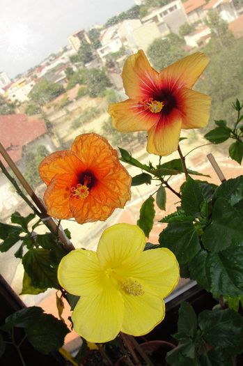 hibiscus Buterfly