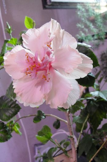 hibiscus White Prinde of Hakins