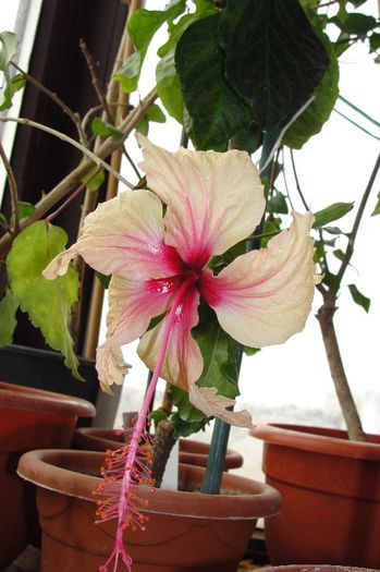 hibiscus Rowena's Weeding