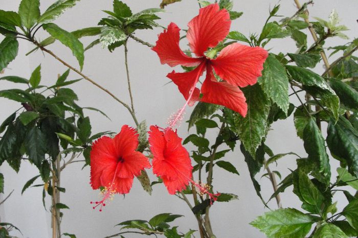  - Hibiscus-2