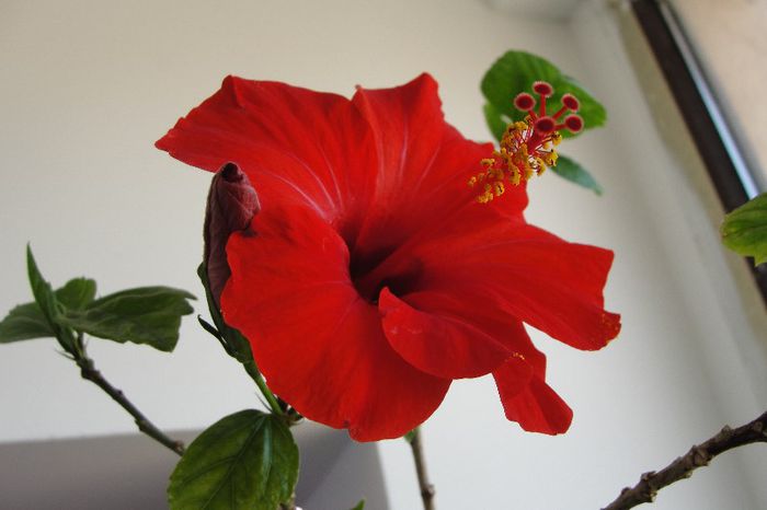 rosu simplu - Hibiscus-2