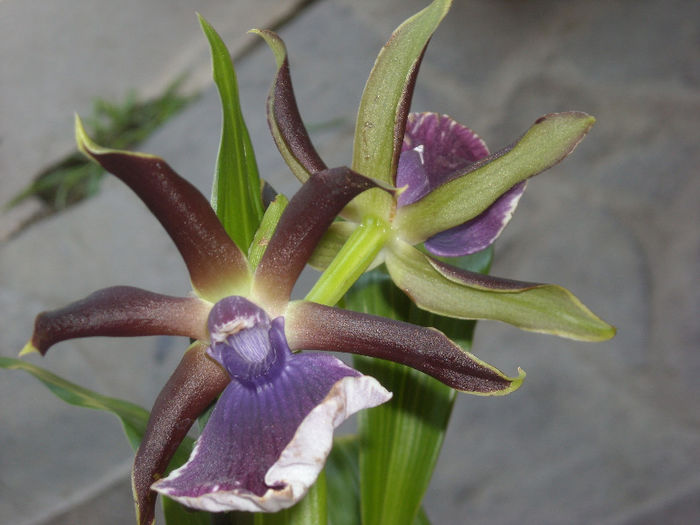 Zygopetalum-1