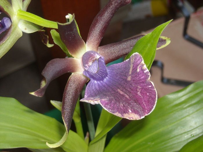 Zygopetalum-1