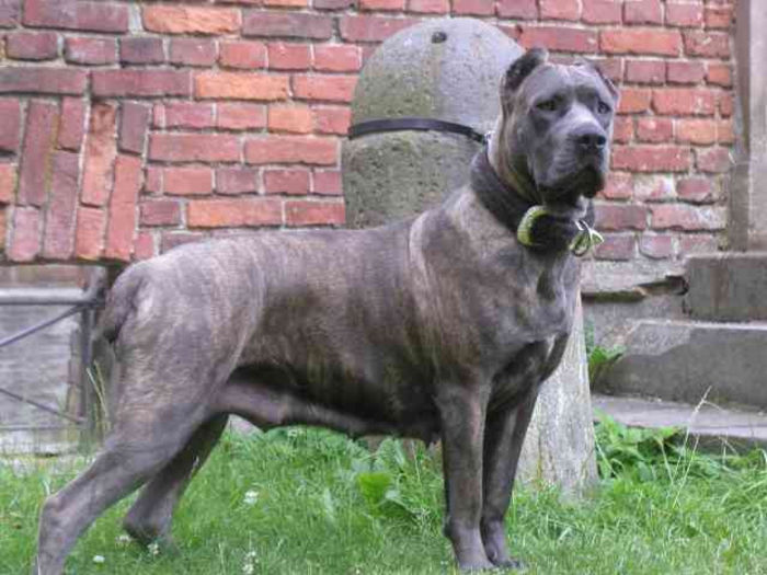 1198065190cane_corso_italiano