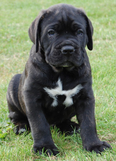 Cane_Corso_PUI