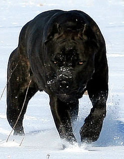 tumblr_m8u9x8U4u11rnd2iao1_400 - z-Cane Corso