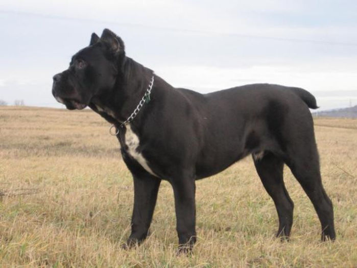 cane_corso