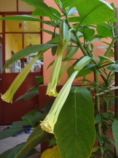 brugmansie crem simpla (7) - brugmansia