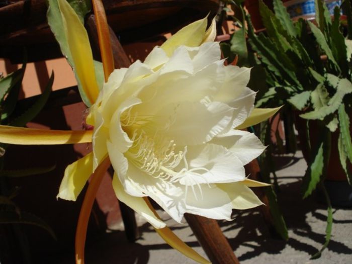 epiphyllum alb-galbui (5)