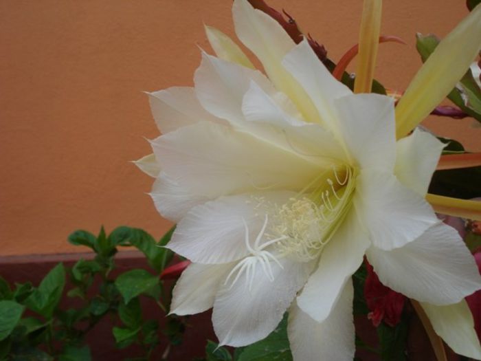 epiphyllum alb-galbui (10)