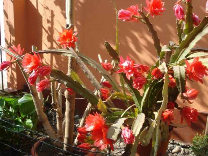 epiphyllum rosu (19) - epiphyllum