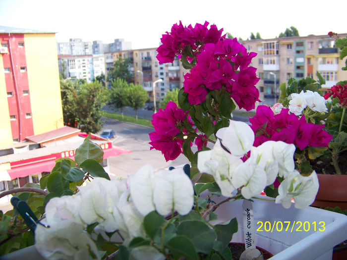 468_0268 - 000 Bougainvillea 2013 - 2014