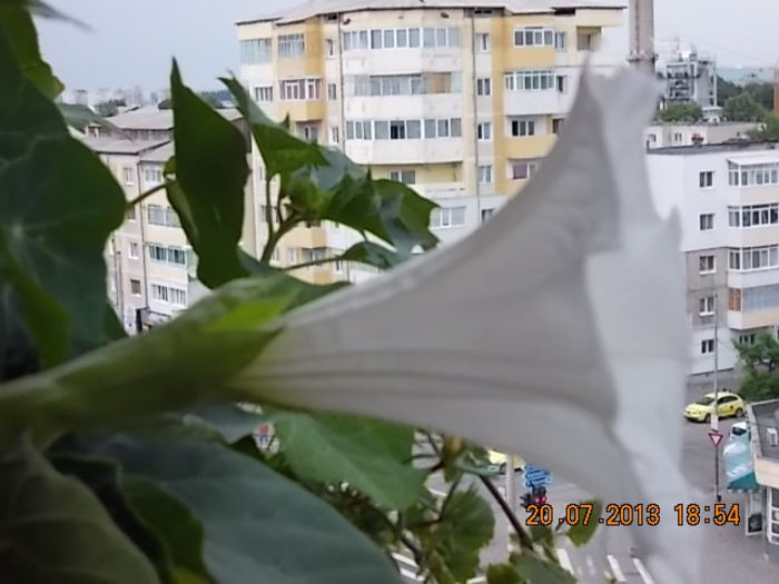 21 iulie 2013-flori 060 - brugmansia si datura