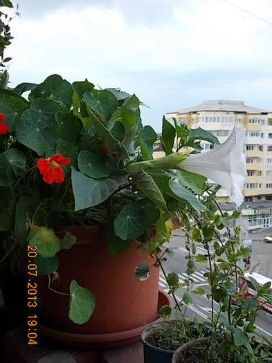 datura alba - brugmansia si datura