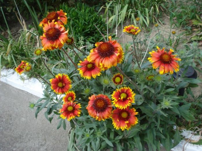 gaillardia aristata 'Arizona Sun' (2)