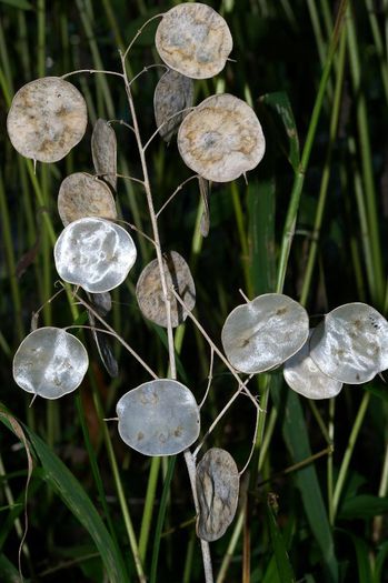 lunaria