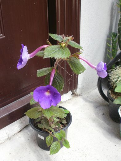 `Purple King` - Achimenes and co