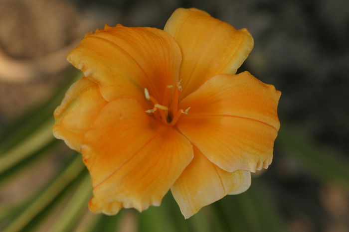 Golden Hibiscus - HEMEROCALLIS