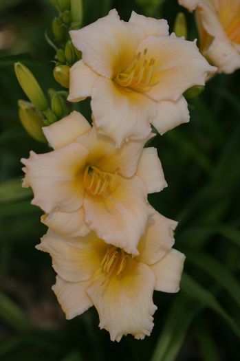 Mini Pearl - HEMEROCALLIS